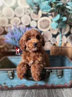 Biscuit, Red Mini Poodle Boy ~ Breeder or Pet, a male Poodle - Miniature  for sale in Rigby, ID – Photo 3 of 5