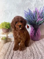 Biscuit, Red Mini Poodle Boy ~ Breeder or Pet, a male Poodle - Miniature  for sale in Rigby, ID – Photo 1 of 3