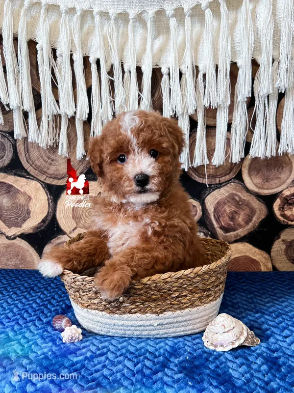 ⚓Cruise, Red w/ White Mini Poodle Boy ~ Pet – Poodle - Miniature  puppy for sale in Rigby, ID