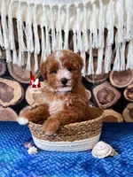 ⚓Cruise, Red w/ White Mini Poodle Boy ~ Pet, a male Poodle - Miniature  for sale in Rigby, ID – 1 of 2
