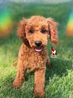 🍄Mario, Red Mini Poodle Boy ~Breeder or Pet, a male Poodle - Miniature  for sale in Rigby, ID – 4 of 10