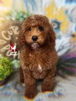 💯Audrey, Red Mini Poodle Girl ~ Pet, a female Poodle - Miniature  for sale in Rigby, ID – 3 of 9