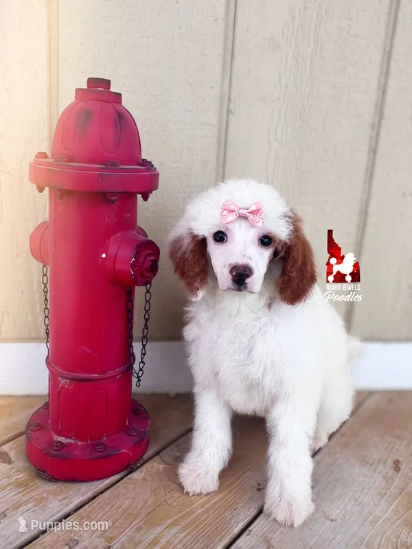 Nala, Red Parti Mini Poodle Girl ~ Pet – Poodle - Miniature  puppy for sale in Rigby, ID
