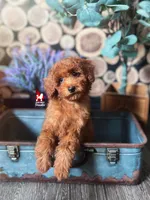 Graham, Red Small Mini Poodle Boy ~ Breeder or Pet, a male Poodle - Miniature  for sale in Rigby, ID – Photo 4 of 6