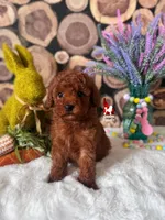 Graham, Red Small Mini Poodle Boy ~ Breeder or Pet, a male Poodle - Miniature  for sale in Rigby, ID – Photo 2 of 3