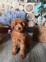 Graham, Red Small Mini Poodle Boy ~ Breeder or Pet, a male Poodle - Miniature  for sale in Rigby, ID – Photo 3 of 6
