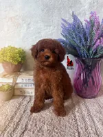Graham, Red Small Mini Poodle Boy ~ Breeder or Pet, a male Poodle - Miniature  for sale in Rigby, ID – Photo 1 of 3
