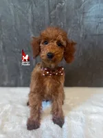Graham, Red Small Mini Poodle Boy ~ Breeder or Pet, a male Poodle - Miniature  for sale in Rigby, ID – Photo 2 of 6