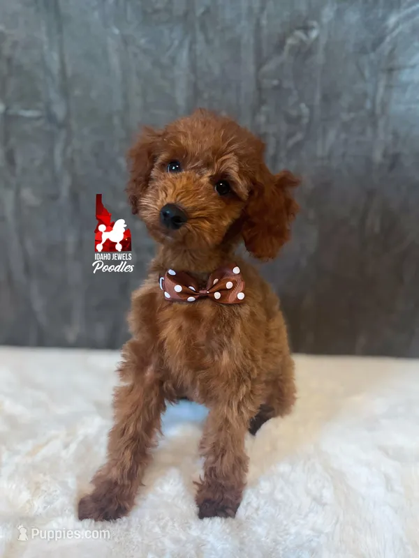 Graham, Red Small Mini Poodle Boy ~ Breeder or Pet – Poodle - Miniature  puppy for sale in Rigby, ID