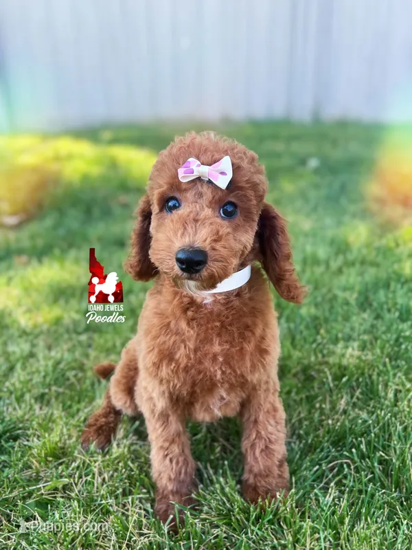 💯Ava, Red Mini Poodle Girl ~ Breeder or Pet – Poodle - Miniature  puppy for sale in Rigby, ID
