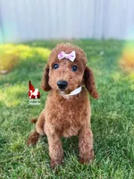 💯Ava, Red Mini Poodle Girl ~ Breeder or Pet, a female Poodle - Miniature  for sale in Rigby, ID – 1 of 9