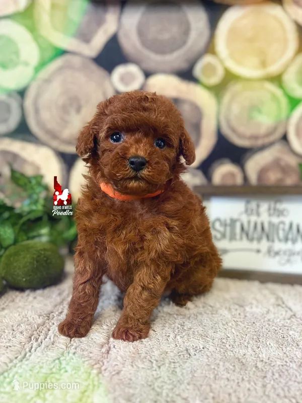 Jenna, Full AKC Red Toy Poodle