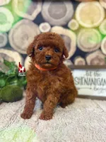 Jenna, Full AKC Red Toy Poodle, a female Poodle - Toy  for sale in Rigby, ID – Photo 1 of 3