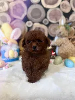 Jenna, Red Toy Poodle, a female Poodle - Toy  for sale in Rigby, ID – Photo 1 of 4