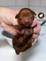 Chex, Red F1 Cavapoo Boy ~ Breeder or Pet, a male Cavalier King Charles Spaniel and Poodle - Miniature  for sale in Rigby, ID – 8 of 8