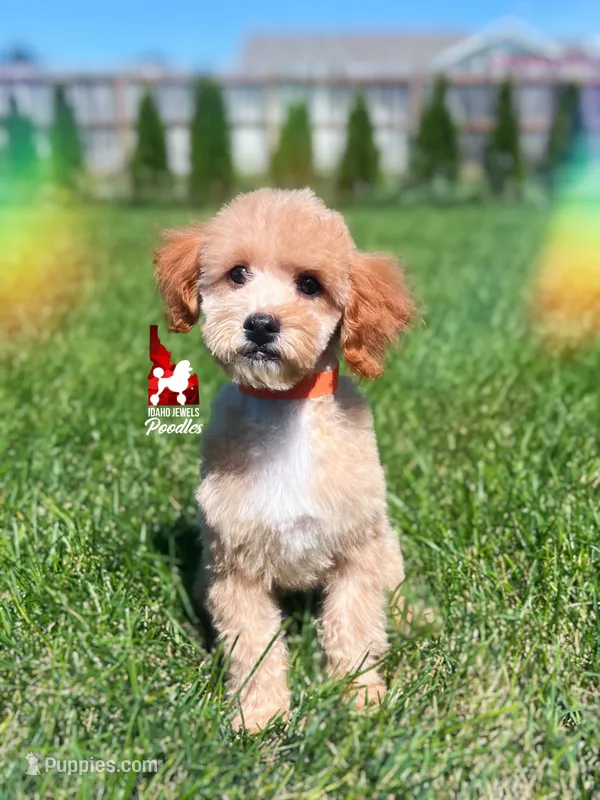 🌊Cascade, Red/Apricot w/ White Mini Poodle Girl ~ Pet – Poodle - Miniature  puppy for sale in Rigby, ID