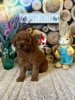 🧡Wynn, Dark Red Mini Poodle💎🐩 ~ Breeder or Pet, a male Poodle - Miniature  for sale in Rigby, ID – Photo 2 of 3
