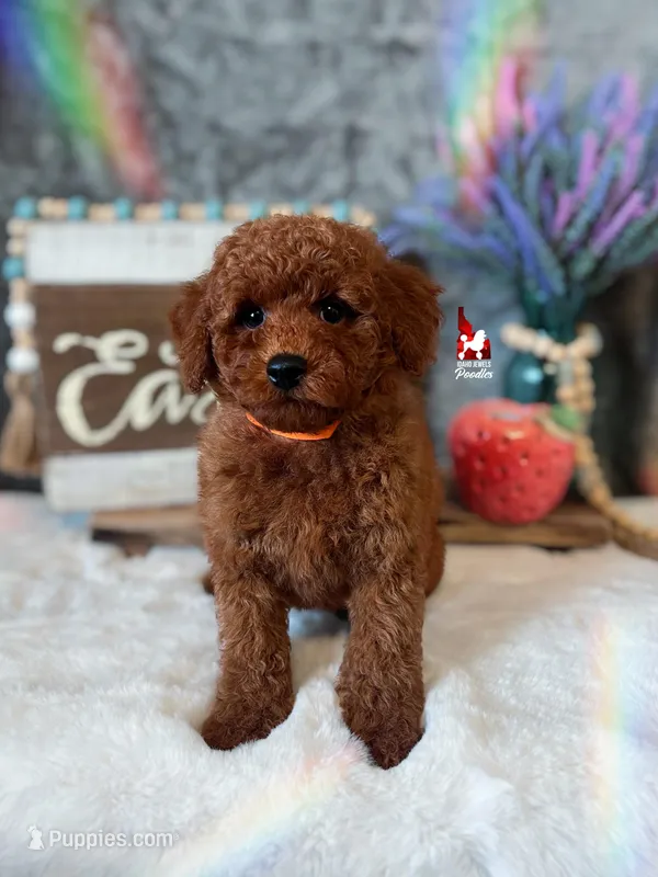 🧡Wynn, Dark Red Mini Poodle💎🐩 ~ Breeder or Pet – Poodle - Miniature  puppy for sale in Rigby, ID