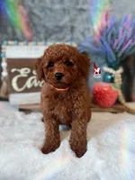 🧡Wynn, Dark Red Mini Poodle💎🐩 ~ Breeder or Pet, a male Poodle - Miniature  for sale in Rigby, ID – Photo 1 of 3