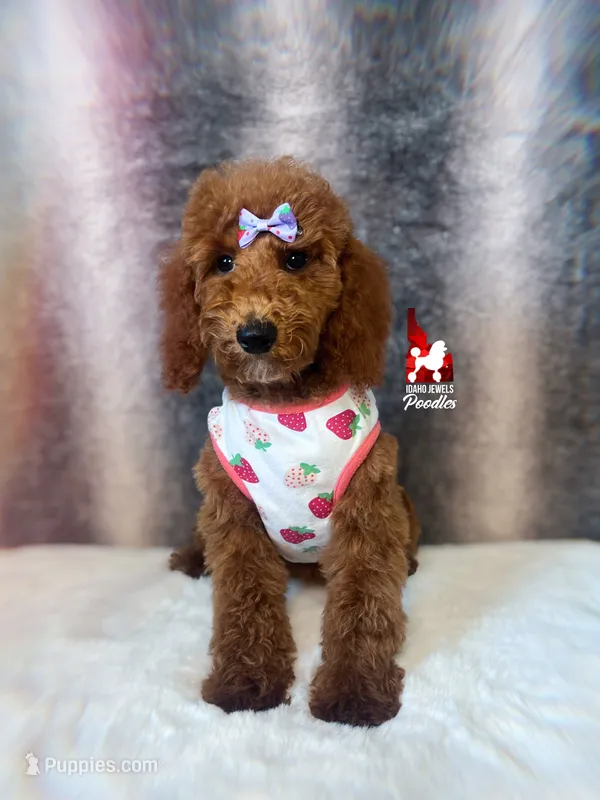 💯Ava, Red Mini Poodle Girl ~ Breeder or Pet – Poodle - Miniature  puppy for sale in Rigby, ID