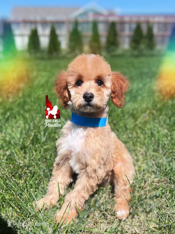 🌴Coast, Red/Apricot w/ White Small Mini Poodle Boy ~ Pet – Poodle - Miniature  puppy for sale in Rigby, ID