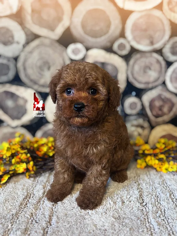 Apollo, Red Mini Poodle Boy ~ Pet – Poodle - Miniature  puppy for sale in Rigby, ID