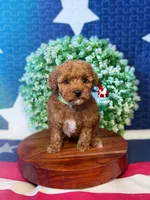 Zinnia, Red w/ White Toy Poodle Girl ~ Pet, a female Poodle - Toy  for sale in Rigby, ID – 2 of 3