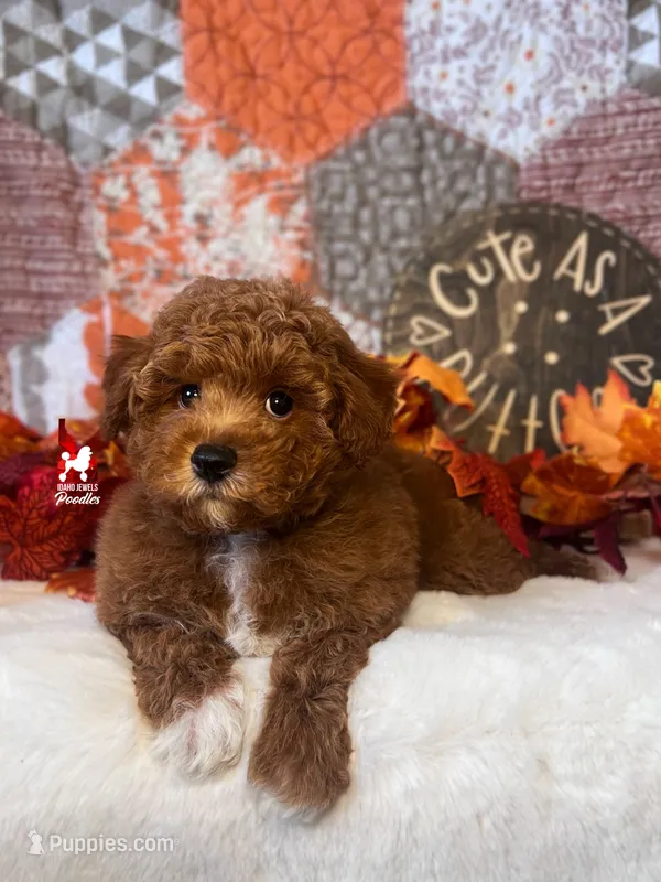 Austen, Red w/ White Mini Poodle Boy ~ Pet – Poodle - Miniature  puppy for sale in Rigby, ID