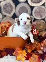 Scrabble, Red Parti Moyen-Sized Poodle Boy ~ Pet, a male Poodle - Multi-Colored Standard for sale in Rigby, ID – 2 of 3
