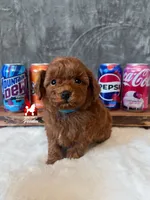 Soda, Red Toy Poodle Boy ~ Pet, a male Poodle - Toy  for sale in Rigby, ID – 3 of 3