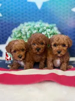 Marigold, Dark Red Toy Poodle Girl ~ Pet, a female Poodle - Toy  for sale in Rigby, ID – 3 of 3