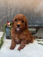 Ava, Red Mini Poodle Girl ~ Breeder or Pet, a female Poodle - Miniature  for sale in Rigby, ID – 2 of 4