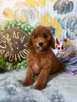 💯Ava, Red Mini Poodle Girl ~ Breeder or Pet, a female Poodle - Miniature  for sale in Rigby, ID – 2 of 9