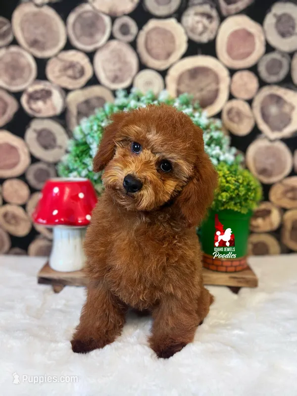 🍄Mario, Red Mini Poodle Boy ~Breeder or Pet – Poodle - Miniature  puppy for sale in Rigby, ID