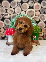 🍄Mario, Red Mini Poodle Boy ~Breeder or Pet, a male Poodle - Miniature  for sale in Rigby, ID – 1 of 10