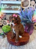 Malibu, Red w/ White Mini Poodle Girl ~ Pet, a female Poodle - Miniature  for sale in Rigby, ID – 2 of 3