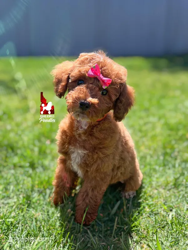Malibu, Red w/ White Mini Poodle Girl ~ Pet, a female Poodle - Miniature  for sale in Rigby, ID – 1 of 3