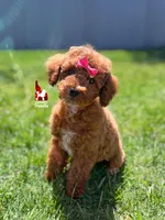 Malibu, Red w/ White Mini Poodle Girl ~ Pet, a female Poodle - Miniature  for sale in Rigby, ID – 1 of 3