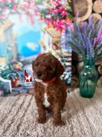 Malibu, Red w/ White Mini Poodle Girl ~ Pet, a female Poodle - Miniature  for sale in Rigby, ID – 3 of 3