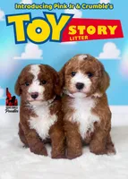 Woody, Red w/ White Small Moyen Poodle Boy ~ Breeder or Pet, a male Poodle - Miniature  for sale in Rigby, ID – 2 of 2