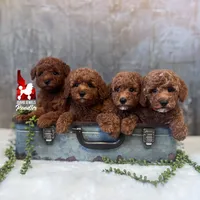 Ava, Red Mini Poodle Girl ~ Breeder or Pet, a female Poodle - Miniature  for sale in Rigby, ID – 4 of 4