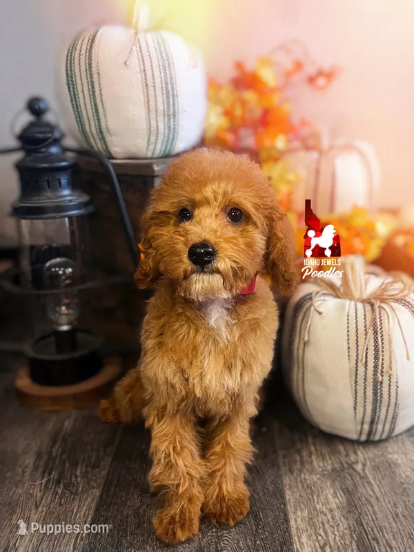 🍾Bramble, Red Toy Poodle Boy ~ Pet – Poodle - Toy  puppy for sale in Rigby, ID