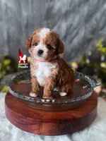 Peach, Red ❤️  CuTeST ✨️ "Teacup" Poodle Girl, a female Poodle - Toy  for sale in Rigby, ID – Photo 2 of 3