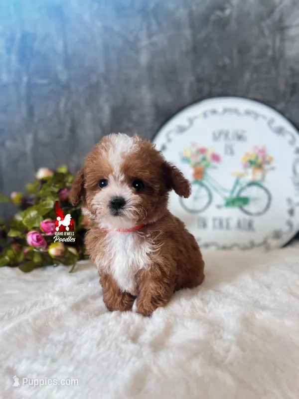 Peach, Red ❤️  CuTeST ✨️ "Teacup" Toy Poodle Girl, a female Poodle - Toy  for sale in Rigby, ID – Photo 1 of 4