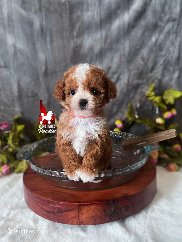 Peach, Red ❤️  CuTeST ✨️ "Teacup" Poodle Girl – Poodle - Toy  puppy for sale in Rigby, ID