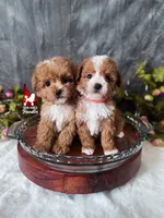 Peach, Red ❤️  CuTeST ✨️ "Teacup" Poodle Girl, a female Poodle - Toy  for sale in Rigby, ID – Photo 3 of 3