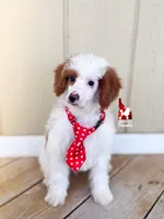 Mushu, Red Parti Mini Poodle Boy ~ Pet, a male Poodle - Miniature  for sale in Rigby, ID – 4 of 7