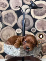 Chex, Red F1 Cavapoo Boy ~ Breeder or Pet, a male Cavalier King Charles Spaniel and Poodle - Miniature  for sale in Rigby, ID – 4 of 8