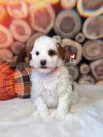 Paprika, Dark Red Parti Large Mini Poodle Girl ~ Pet, a female Poodle - Miniature  for sale in Rigby, ID – 1 of 3