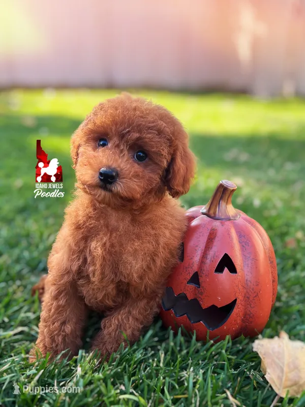 Aladdin, Red Toy Poodle Boy ~ Breeder or Pet – Poodle - Toy  puppy for sale in Rigby, ID